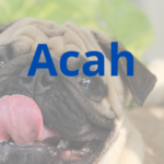 Acah