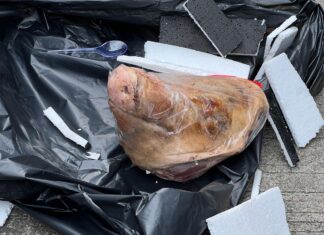 Tempo Dikirim Potongan Kepala Babi, Redaksi Sebut Teror Kebebasan Pers