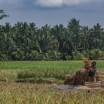 Petani Padarincang Serang Resah Hasil Panen Semakin Berkurang
