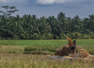 Petani Padarincang Serang Resah Hasil Panen Semakin Berkurang