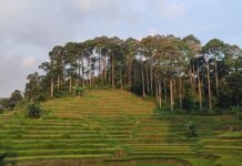 Kemandirian Pangan Kasepuhan Karang di Pusaran Energi Panas