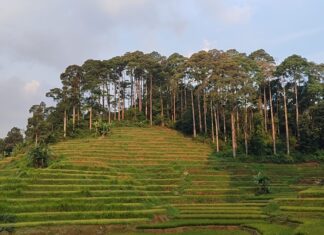 Kemandirian Pangan Kasepuhan Karang di Pusaran Energi Panas